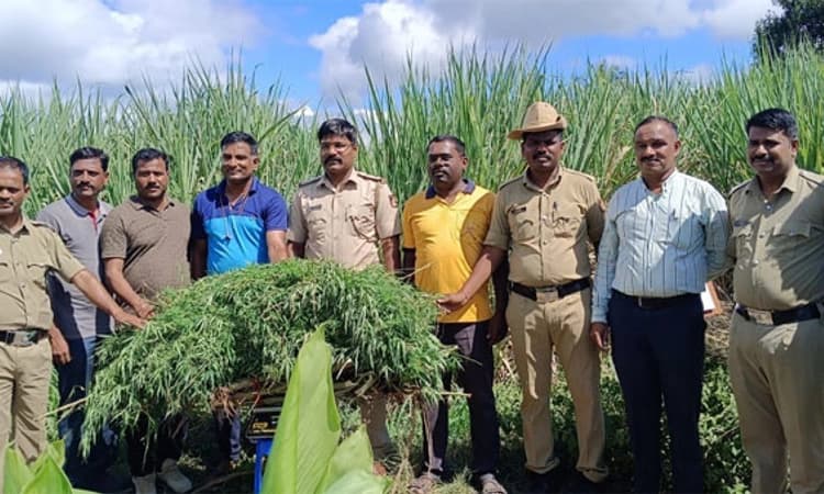 Rabkavi Banhatti ಕೆರೆ ರಸ್ತೆಯಲ್ಲಿ 20 ಕೆಜಿ ಗಾಂಜಾ ಗಿಡ ವಶ