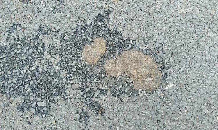 Sirsi: ಬೆಟ್ಟ- ಗುಡ್ಡಗಳಲ್ಲಿ ಚಿರತೆ ಸಂಚಾರ; ಆತಂಕದಲ್ಲಿ ಗ್ರಾಮಸ್ಥರು