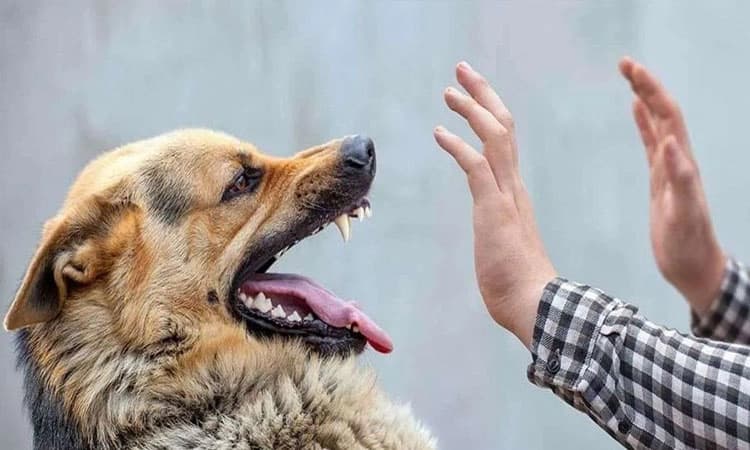 Rabies: ಎರಡು ವರ್ಷದಲಿ 66 ಜೀವಗಳು ರೇಬಿಸ್‌ಗೆ ಬಲಿ