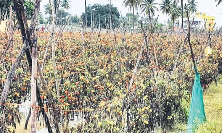 Horticultural crop: ತೋಟಗಾರಿಕಾ ಬೆಳೆಗಳಿಗೆ ತೇವಾಂಶದ ಭೀತಿ!