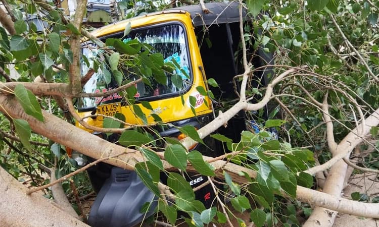 Hunsur: ಮರ ಬಿದ್ದು ಮೂರು ಆಟೋಗಳು ಜಖಂ; ಅಪಾಯದಿಂದ ಪಾರಾದ ಚಾಲಕರು