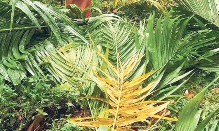 Belthangady ಕಡಿರುದ್ಯಾವರದಲ್ಲಿ ಆನೆ ದಾಳಿ: ಕೃಷಿ ನಾಶ