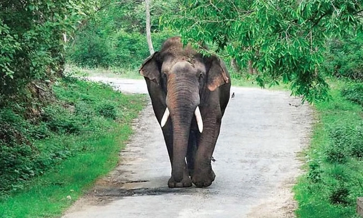 Elephant Attack :ಹಾಲು ತರಲು ತೆರಳುತ್ತಿದ್ದ ವೃದ್ಧನ ಮೇಲೆ ಕಾಡಾನೆ ದಾಳಿ