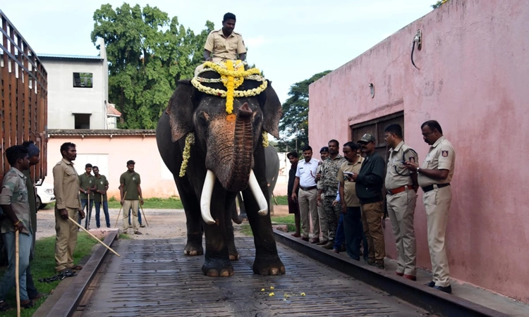 Mysore ದಸರಾ ಗಜಪಡೆಯ ತೂಕ ಪರೀಕ್ಷೆ… ತೂಕ ಹೆಚ್ಚಿಸಿಕೊಂಡ ಅಭಿಮನ್ಯು, ಭೀಮ