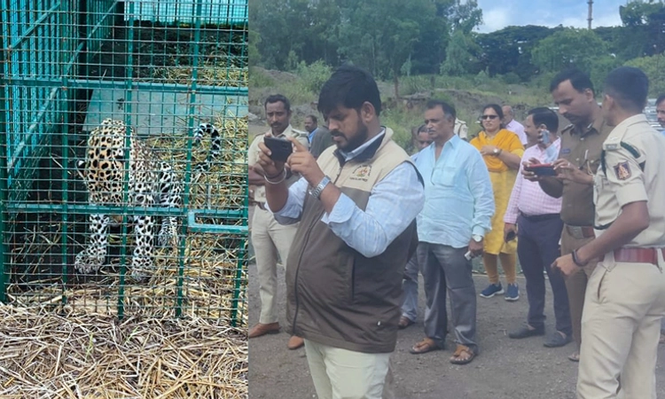 Shivamogga: VISL ಫ್ಯಾಕ್ಟರಿ ಬಳಿ ಬೋನಿಗೆ ಬಿದ್ದ ಚಿರತೆ ಮರಿ… ತಾಯಿ ಚಿರತೆ ಇರುವ ಶಂಕೆ