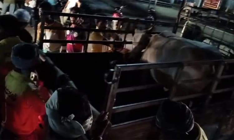 Sindhanur ಬಿಡಾಡಿ ದನಗಳನ್ನು ರಕ್ಷಿಸಿದ ಕಮಿಷನರ್: ಬೆದರಿಕೆ ಹಾಕಿದ ಕಿಡಿಗೇಡಿಗಳು