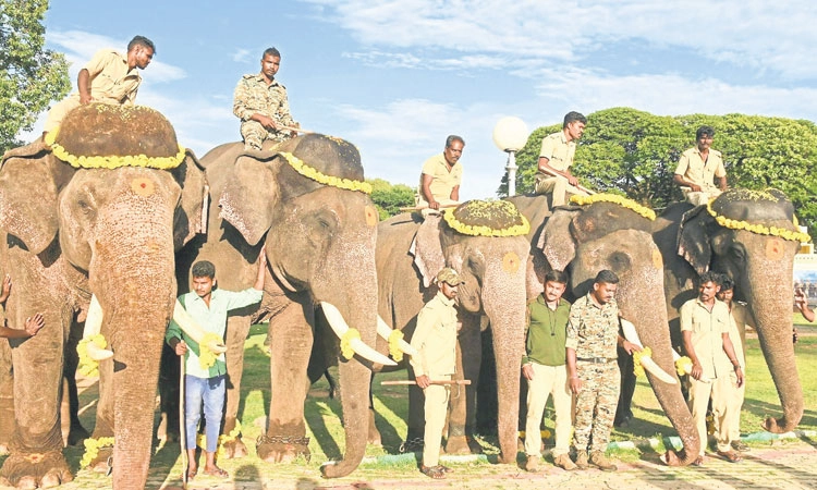 Mysuru Dasara: ಅರಮನೆಗೆ ಬಂದಿಳಿದ ಗಜಪಡೆಯ 2ನೇ ತಂಡ