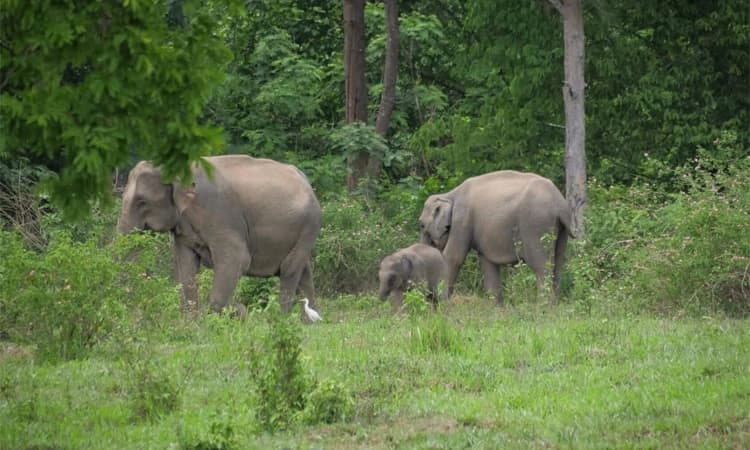 Belthangady ಧುಂಬೆಟ್ಟು : ಮತ್ತೆ ಕಾಡಾನೆ ಹಾವಳಿ