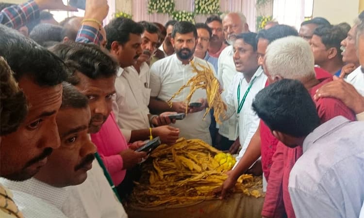 Hunsur ಕಟ್ಟೆಮಳಲವಾಡಿಯಲ್ಲಿ ತಂಬಾಕು ಹರಾಜಿಗೆ ಸಂಸದ ಪ್ರತಾಪ್ ಸಿಂಹ ಚಾಲನೆ