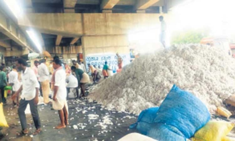 Kushtagi: ಹತ್ತಿಗೆ ಯೋಗ್ಯ ಬೆಲೆ; ವಿಸ್ತಾರಗೊಳ್ಳುತ್ತಿದೆ ಕ್ಷೇತ್ರ