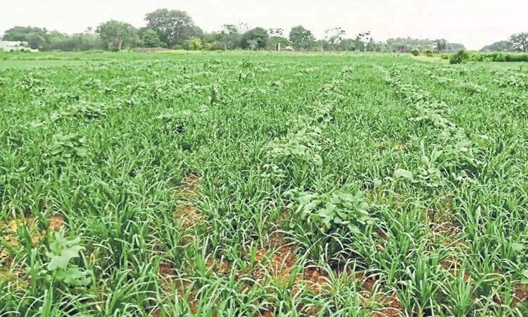 ರಾಗಿ ಬೆಳೆಗೆ ಯೂರಿಯಾ ರಸಗೊಬ್ಬರದ ಕೊರತೆ!