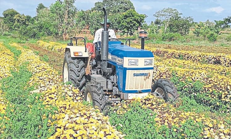 Flower: ಬರದಲ್ಲಿಯೂ ಕೈಹಿಡಿಯದ ಸೇವಂತಿಗೆ