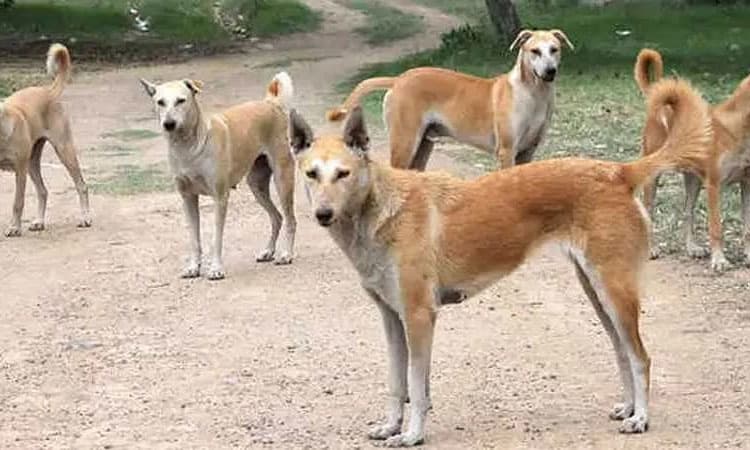 Bangalore: ಶ್ವಾನದ ಜತೆ ಅಸಹಜ ಲೈಂಗಿಕ ಕ್ರಿಯೆ; ಸೆರೆ
