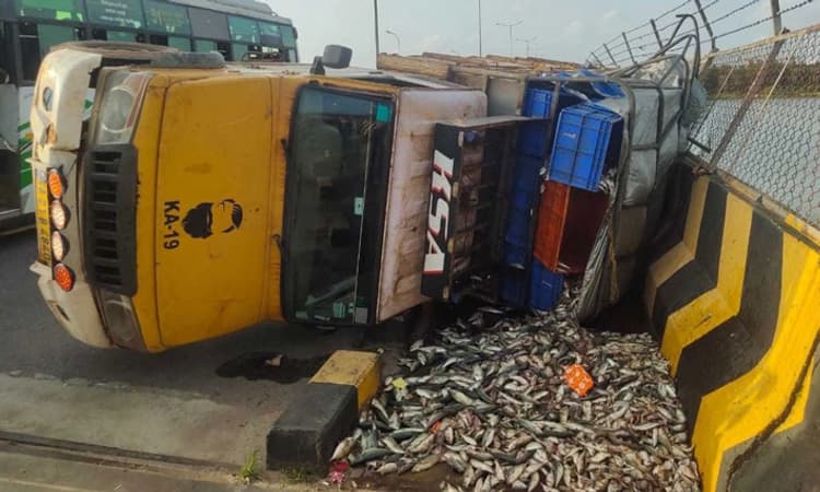 Ullal ನೇತ್ರಾವತಿ ಸೇತುವೆಯಲ್ಲಿ ಮೀನು ಸಾಗಾಟದ ಪಿಕಪ್‌ ವಾಹನ ಪಲ್ಟಿ