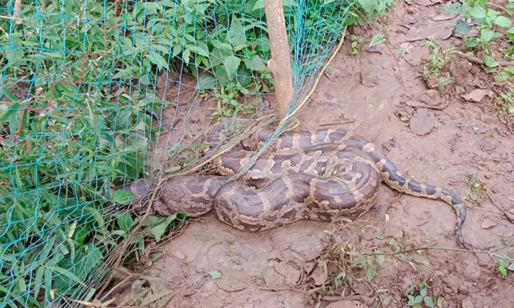 Sirsi ; ಬೇಲಿಯ ಬಲೆಯಲ್ಲಿ ಸಿಕ್ಕಿಕೊಂಡ ಬೃಹತ್ ಹೆಬ್ಬಾವಿನ ರಕ್ಷಣೆ