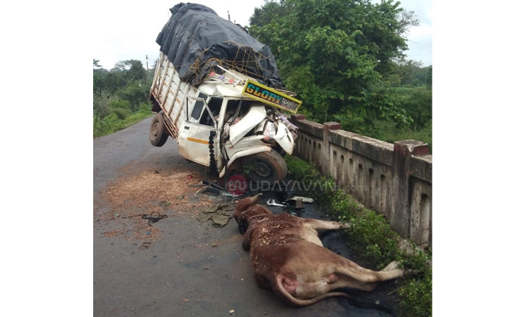 Sirsi:ಸೇತುವೆಯ ರಕ್ಷಣಾ ಗೋಡೆಗೆ ಢಿಕ್ಕಿ ಹೊಡೆದ ವಾಹನ; ಒಂದು ಜಾನುವಾರು ಸಾವು; ಇಬ್ಬರಿಗೆ ಗಾಯ