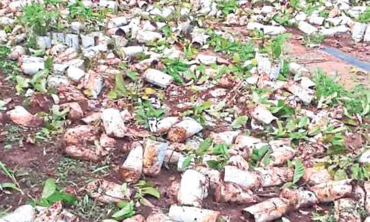 Belthangady ಅರಣ್ಯ ಇಲಾಖೆಯ ನರ್ಸರಿಗೆ ಕಾಡಾನೆಗಳ ದಾಳಿ!