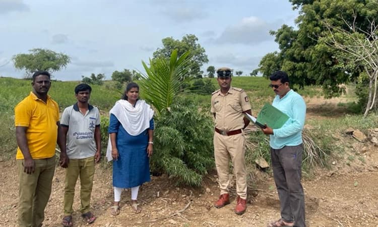 Kushtagi: ತೆಂಗಿನ ಸಸಿಗಳ ನಡುವೆ ಗಾಂಜಾ ಬೆಳೆದವನ ಬಂಧನ