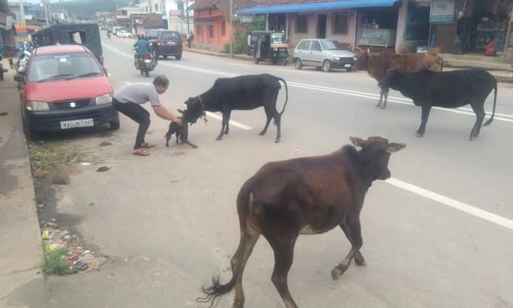Cow: ಬಣಕಲ್ ಪೇಟೆಯಲ್ಲಿ ಬೀಡಾಡಿ ದನಗಳ ಕಾಟ… ರಸ್ತೆಯಲ್ಲೇ ಕರು ಹಾಕಿದ ಬಿಡಾಡಿ ಹಸು
