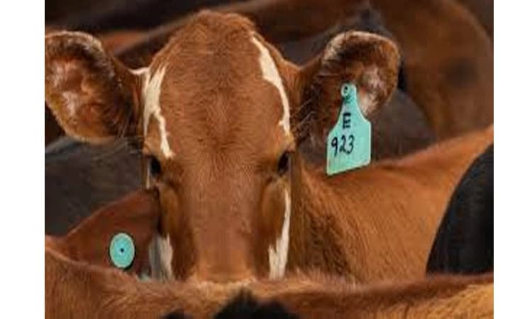 Animal Husbandry: ಕಾಲುಬಾಯಿ ಲಸಿಕೆ, ಪಶು ಸಖಿಯರಿಗೆ ತರಬೇತಿ- ಸೆ.26ರಂದು ಸಿಎಂ ಚಾಲನೆ