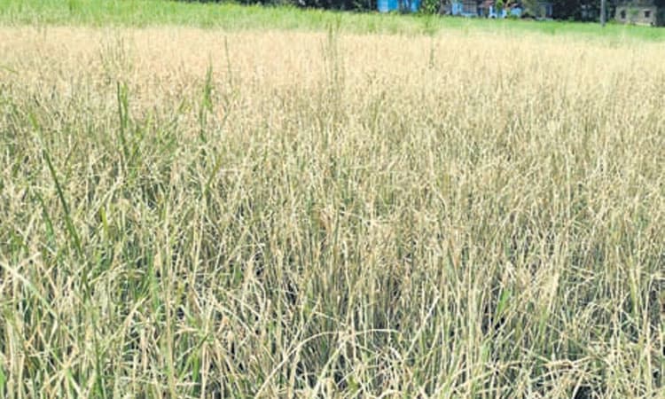 Worm infestation: ಭತ್ತದ ಬೆಳೆಗೆ ಮಾರಕ ಎಲೆ ಸುರುಳಿ, ಕೊಳವೆ ಹುಳು ಬಾಧೆ