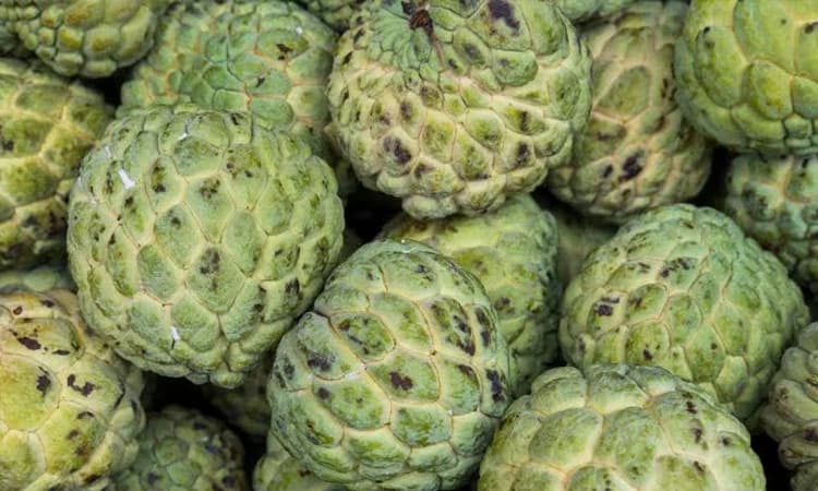 Custard Apple: ಬರದ ತೀವ್ರತೆಗೆ ಕಣ್ಮರೆಯಾದ ಸೀತಾಫ‌ಲ!