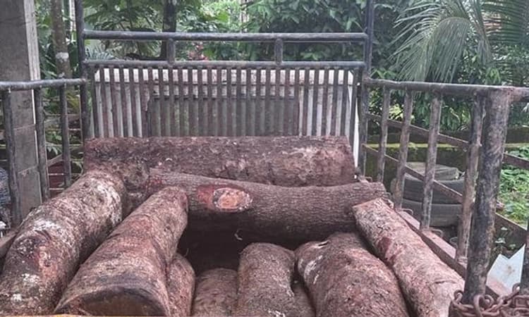 Forest Officer; ಅರಂತೋಡು: ಅಕ್ರಮ ಮರ ಸಾಗಾಟ ಪತ್ತೆ