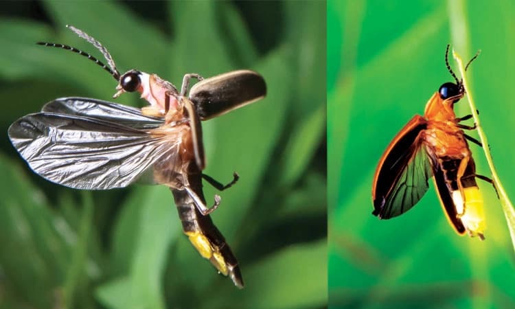 Firefly: ಜೋಕೆ&#8230;  ನಾನು ಹಾದಿಯ ಮಿಂಚು!