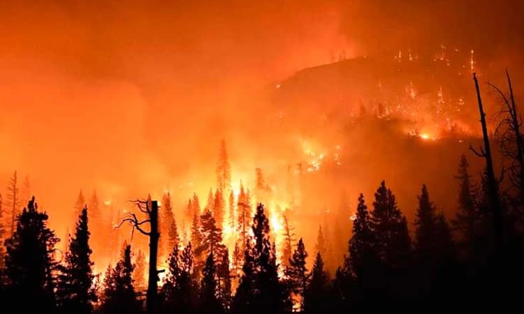 Desi Swara: ಬೆರಗಿನ ಬಿಗ್‌ ಬೇಸಿನ್‌ ಪಾರ್ಕ್‌-ಬೆಂದು ಹೋದ ಕಾಡಿನ ಸ್ಫೂರ್ತಿಯ ಕತೆ…