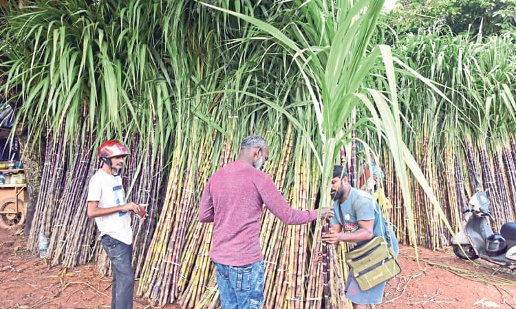 Ganesh Chaturthi ಕರಾವಳಿಯಾದ್ಯಂತ ಗಣೇಶ ಹಬ್ಬಕ್ಕೆ ಸಕಲ ತಯಾರಿ