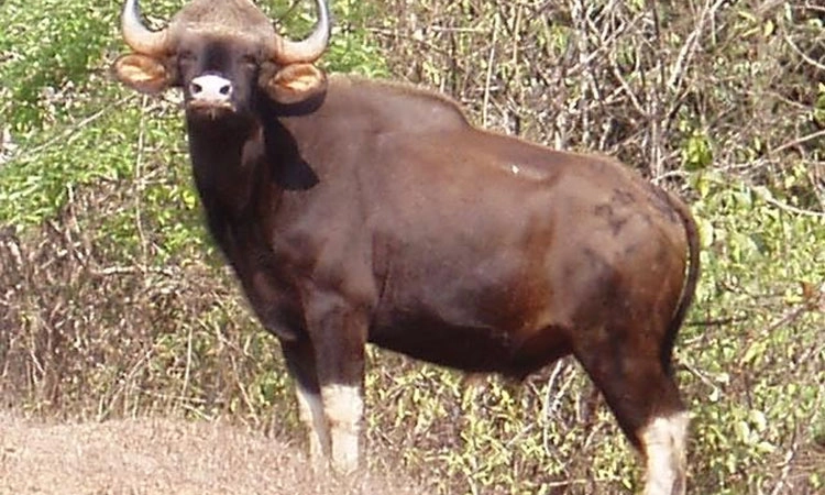 Subrahmanya ರಸ್ತೆಯಲ್ಲೇ ಸಾಗುತ್ತಿದೆ ಕಾಡುಕೋಣ ಹಿಂಡು !