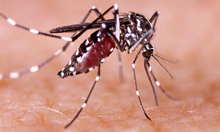 Dengue Fever: ಲಕ್ಷಣಗಳು ಮತ್ತು ಮುನ್ನೆಚ್ಚರಿಕೆಗಳು