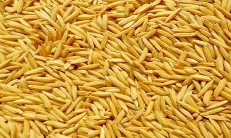 Udupi ಸರಕಾರಕ್ಕೆ ಭತ್ತಕೊಟ್ಟ ರೈತನಿಗೆ ಹಣ ಬಂದಿಲ್ಲ !