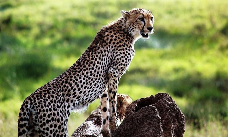 Cheetah: ದಪ್ಪ ತುಪ್ಪಳ ಬೆಳೆಸಿಕೊಳ್ಳದ ಚೀತಾ ಆಮದು
