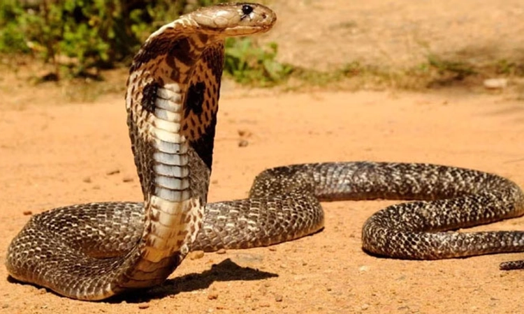 Kinnigoli: ನಾಗರಹಾವಿಗೆ ಡೀಸೆಲ್‌ ಎರಚಿದಾತ ಅಸ್ವಸ್ಥ: ಆಸ್ಪತ್ರೆಗೆ ದಾಖಲು