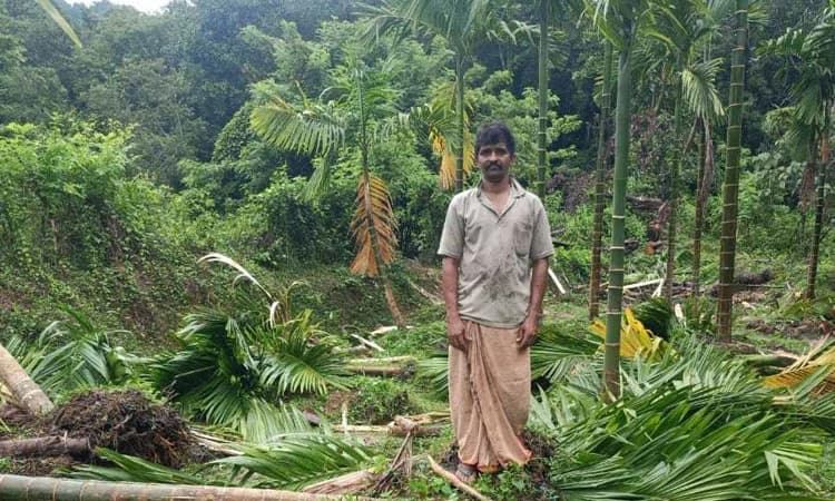 Belthangady ಕಡಿರುದ್ಯಾವರ: ಕೃಷಿಗೆ ಮತ್ತೆ ಕಾಡಾನೆ ದಾಳಿ