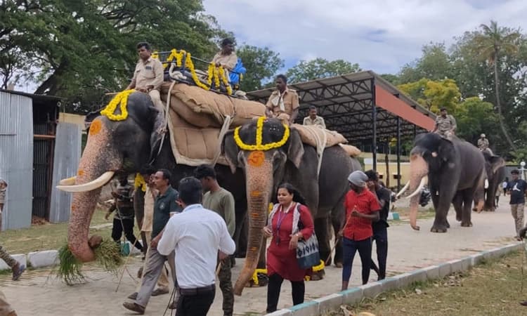 Mysuru Dasara ; ಕ್ಯಾಪ್ಟನ್ ಅಭಿಮನ್ಯುವಿಗೆ ಭಾರ ಹೊರುವ ತಾಲೀಮು ಆರಂಭ