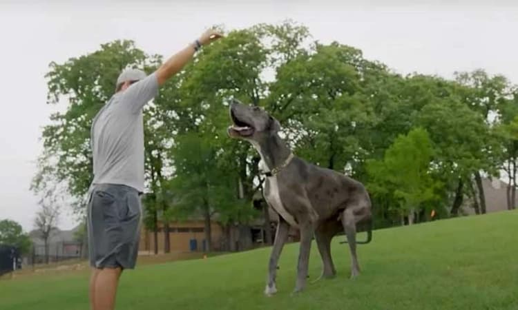 Tallest Dog: ಕ್ಯಾನ್ಸರ್‌ ನಿಂದ  ವಿಶ್ವದ ಅತೀ ಎತ್ತರದ ಶ್ವಾನ “ಜೀಯಸ್”‌ ಕೊನೆಯುಸಿರು…
