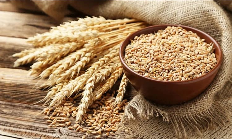 Wheat: ಗೋಧಿ ದಾಸ್ತಾನು ಮಿತಿ ಇಳಿಕೆ