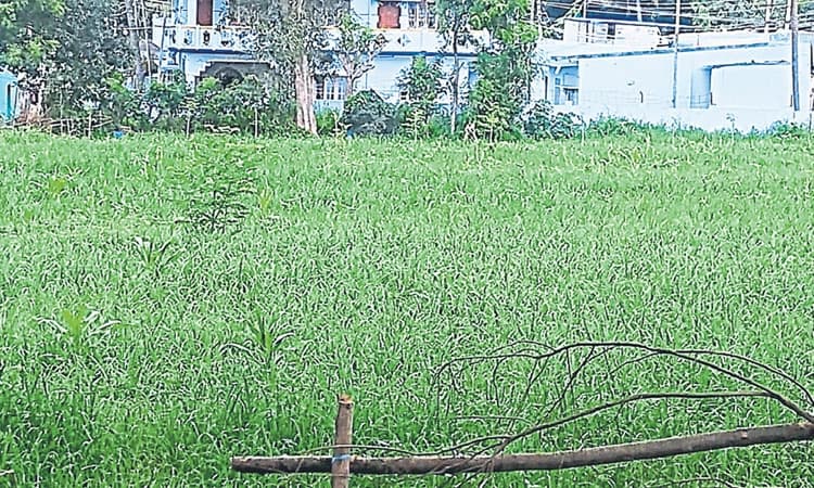 Magadi:ಜಿಟಿ, ಜಿಟಿ ಮಳೆಗೆ ಹಸಿರಾದ ರಾಗಿ ಬೆಳೆ!