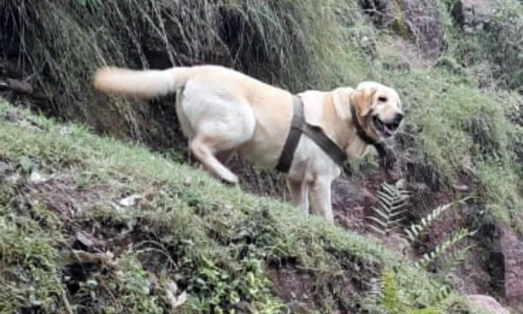 Army Dog: ಸೈನಿಕನ ಪ್ರಾಣ ರಕ್ಷಿಸಿ ಎನ್ ಕೌಂಟರ್ ಗೆ ಬಲಿಯಾದ ಸೇನೆಯ ಶ್ವಾನ