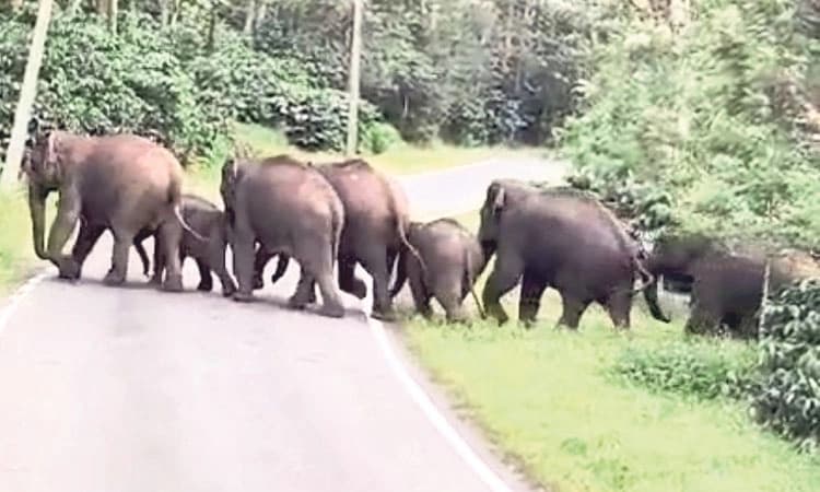 Madikeri ಮಾಲ್ದಾರೆಯಲ್ಲಿ ಆತಂಕ ಸೃಷ್ಟಿಸಿರುವ ಗಜ ಪರಿವಾರ