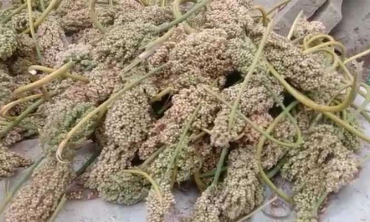 Dharwad: ಮುಂಗಾರಿ ಸೀತನಿಗೆ ಮುನ್ನುಡಿ ಬರೆದ ಕೃಷಿ ವಿವಿ