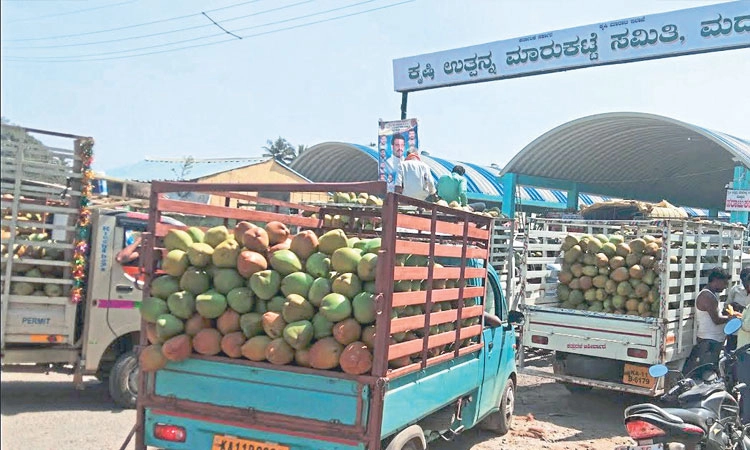 Maddur: ಎಳನೀರು ಮಾರ್ಕೆಟ್‌ ನಲ್ಲಿ ಮೂಲಸೌಕರ್ಯವೇ ಇಲ್ಲ