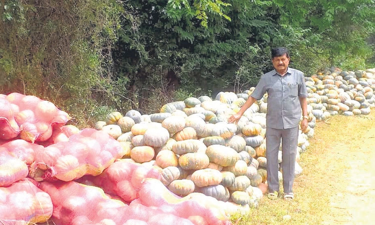 Farmer: ಸಿಹಿ ಕುಂಬಳ ಬೆಳೆದ ರೈತನಿಗೆ ಸಿಕ್ಕಿದ್ದು ಕಹಿ