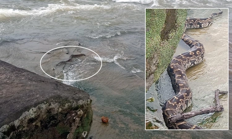 Snake: ತುಂಗಾ ನದಿಯಲ್ಲಿ ಹೆಬ್ಬಾವು ಪತ್ತೆ…! ಜನರಲ್ಲಿ ಆತಂಕ… ಅರಣ್ಯ ಅಧಿಕಾರಿಗಳು ದೌಡು