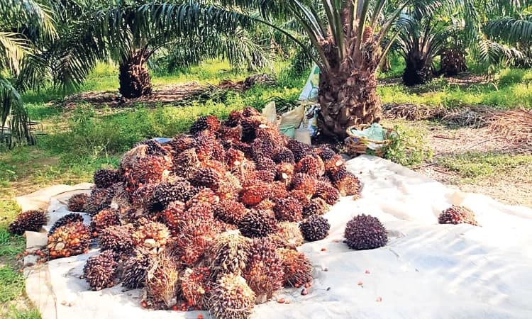 Agriculture; ಕರಾವಳಿಯ ರೈತರ ಕೈ ಹಿಡಿದ ತಾಳೆ ಬೆಳೆ: ವಾರ್ಷಿಕ 2 ಸಾವಿರ ಟನ್‌ ಉತ್ಪಾದನೆ