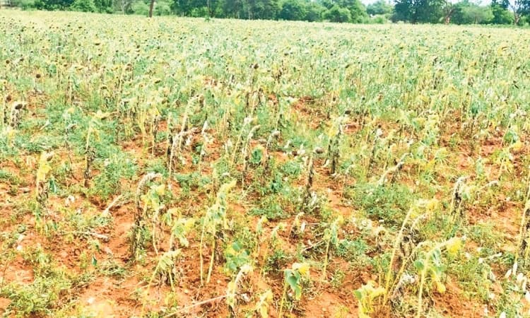 Farmrs: ರೈತರನ್ನು ಸಾಲದ ಸುಳಿಗೆ ಸಿಲುಕಿಸಿದ ಸೂರ್ಯಕಾಂತಿ