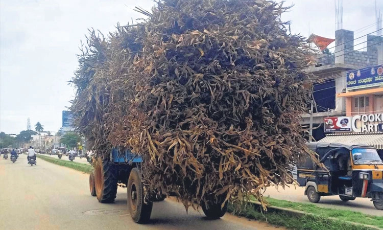 Farmers: ಹಸಿರು ಮೇವಿಗಾಗಿ ರೈತರ ಪರದಾಟ!