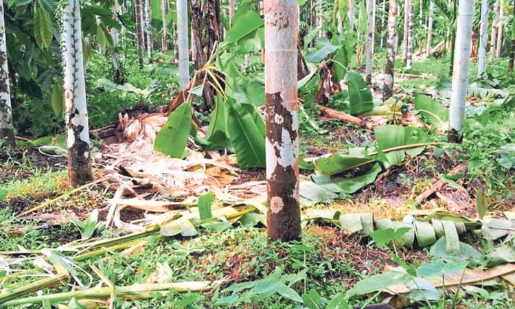 Sullia ಮಂಡೆಕೋಲು: ಕೃಷಿ ತೋಟಕ್ಕೆ ಲಗ್ಗೆ, ಹಾನಿ; ಮತ್ತೆ ಮುಂದುವರಿದ ಕಾಡಾನೆ ಹಾವಳಿ